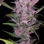 Насіння конопель FASTBERRY Auto від Fast Buds